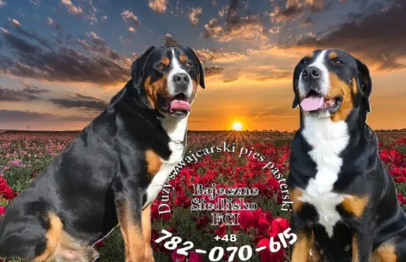 Mamy szczeniaki Duży Szwajcarski Pies Pasterski szczenięta 3