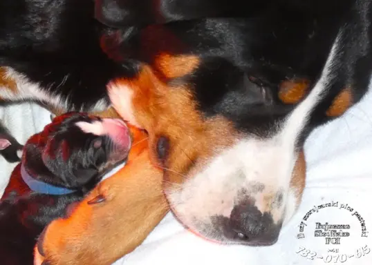 Mamy szczeniaki Duży Szwajcarski Pies Pasterski szczenięta 2