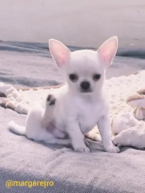 Przecudny kremowy piesek po Championie 3