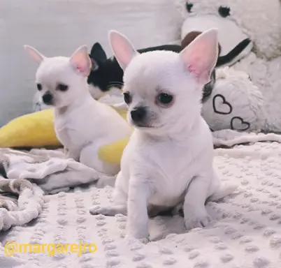 Przecudny kremowy piesek po Championie 1