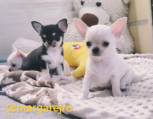 Przecudny kremowy piesek po Championie 5