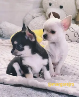 Przecudny kremowy piesek po Championie 6