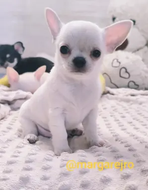 Przecudny kremowy piesek po Championie 2