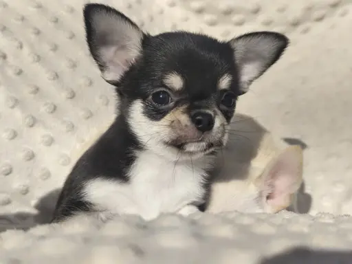 Chihuahua szczeniak malutki trikolor piesek 3