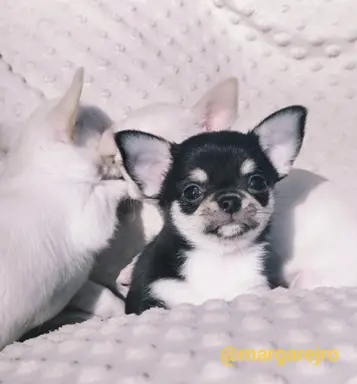 Chihuahua szczeniak malutki trikolor piesek 4