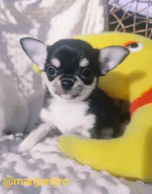 Chihuahua szczeniak malutki trikolor piesek 1