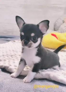 Chihuahua szczeniak malutki trikolor piesek 5
