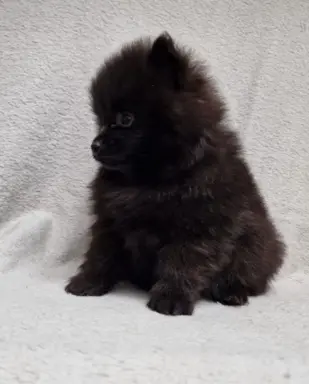 Pomeranian Szpic miniaturowy 1