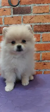 Pomeranian Szpic miniaturowy 2