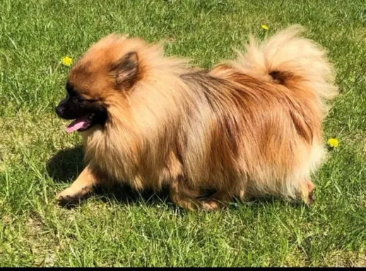 Pomeranian Szpic miniaturowy 4