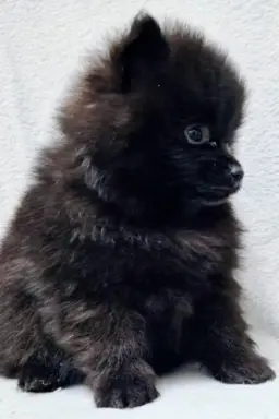 Pomeranian Szpic miniaturowy 3