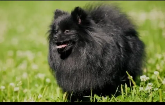 Pomeranian Szpic miniaturowy 5