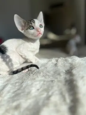 Cornish rex kotka Dior cudowna dla rodziny 4