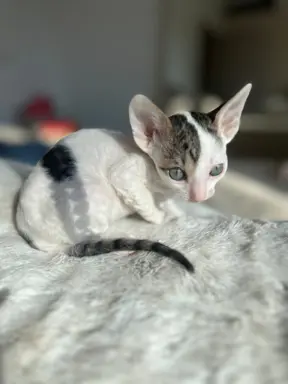 Cornish rex kotka Dior cudowna dla rodziny 2