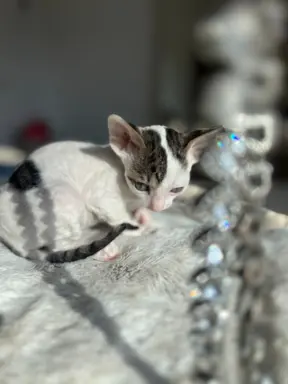 Cornish rex kotka Dior cudowna dla rodziny 3