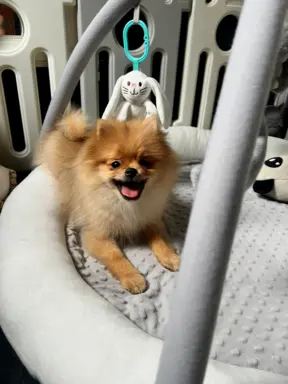 Pomeranian, szpic miniaturowy - suczka ORANGE 2