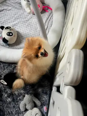 Pomeranian, szpic miniaturowy - suczka ORANGE 1