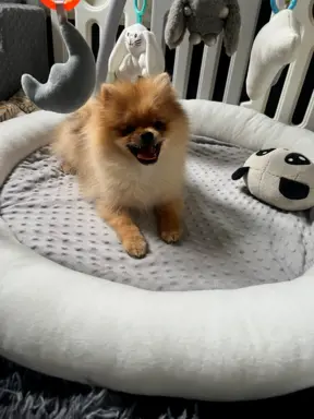 Pomeranian, szpic miniaturowy - suczka ORANGE 4