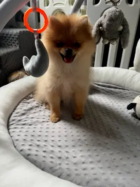 Pomeranian, szpic miniaturowy - suczka ORANGE 5