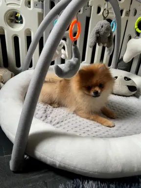 Pomeranian, szpic miniaturowy - suczka ORANGE 6