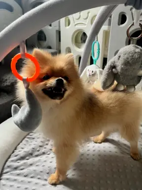 Pomeranian, szpic miniaturowy - suczka ORANGE 7