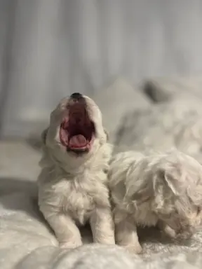 Szczeniak maltańczyk piesek 1