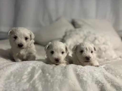 Szczeniak maltańczyk piesek 2