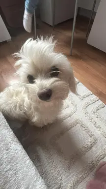 Szczeniak maltańczyk piesek 3