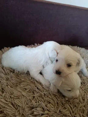 Szczeniak maltańczyk piesek 4