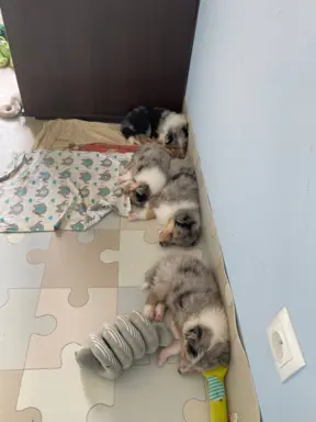 Lord Of The Collie FCI 1