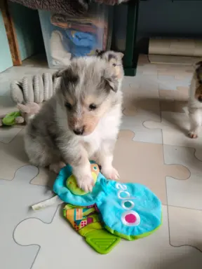 Lord Of The Collie FCI 2