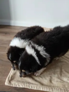 Lord Of The Collie FCI 3