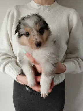 Lord Of The Collie FCI 4