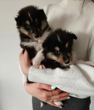 Lord Of The Collie FCI 5