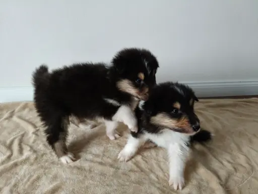 Lord Of The Collie FCI 6