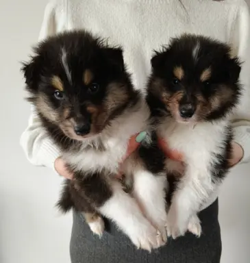 Lord Of The Collie FCI 7