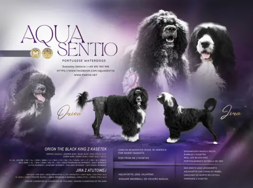 Aqua Sentio Portugalski Pies Dowodny - Miot B 1