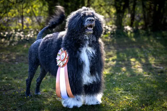 Aqua Sentio Portugalski Pies Dowodny - Miot B 2