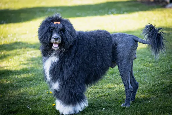 Aqua Sentio Portugalski Pies Dowodny - Miot B 3