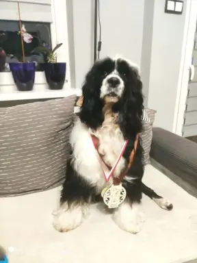 Aqua Sentio Portugalski Pies Dowodny - Miot B 4