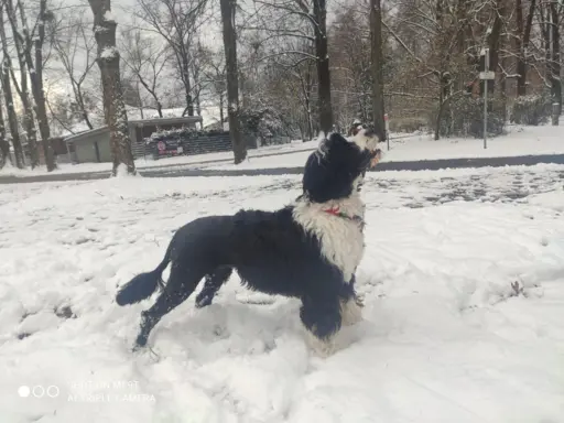 Aqua Sentio Portugalski Pies Dowodny - Miot B 5