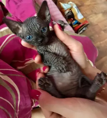 Przepiękne Kocięta Sphynx Sfinks. Wwa & Sosnowiec (Transport 2