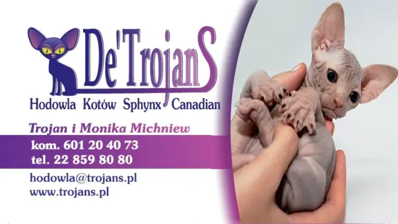 Przepiękne Kocięta Sphynx Sfinks. Wwa & Sosnowiec (Transport 4
