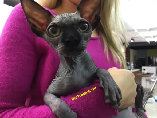 Przepiękne Kocięta Sphynx Sfinks. Wwa & Sosnowiec (Transport 5