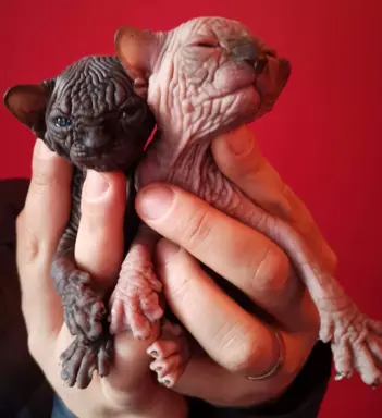 Przepiękne Kocięta Sphynx Sfinks. Wwa & Sosnowiec (Transport 9