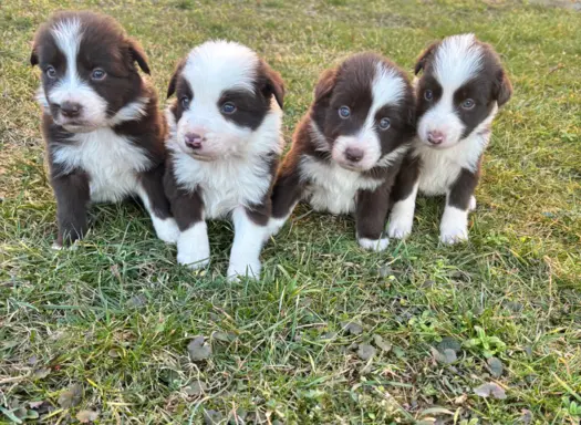Szczeniaczki border collie do odbioru 1