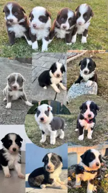 Szczeniaczki border collie do odbioru 2