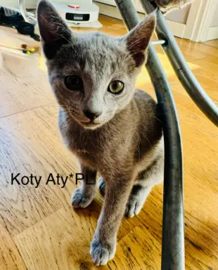 Kotki rosyjskie niebieskie 2