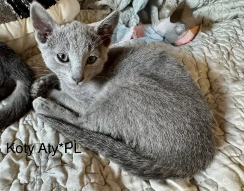 Kotki rosyjskie niebieskie 1