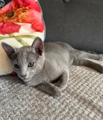 Kotki rosyjskie niebieskie 3